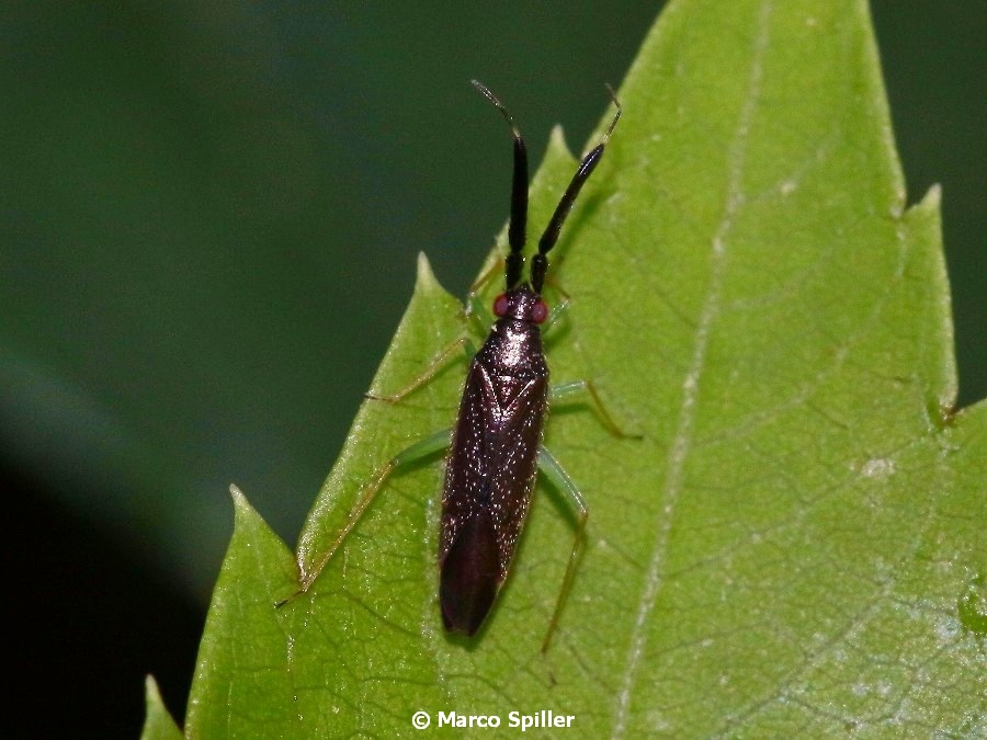 Heterotoma planicornis